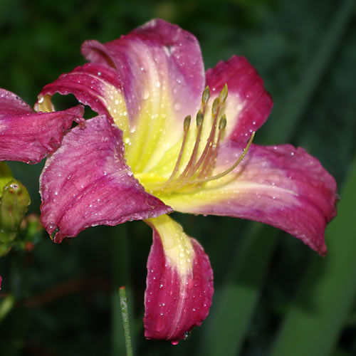 Hemerocallis Watson Park Eyes